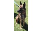 Adopt Rascal a Brown/Chocolate Belgian Malinois / Mixed Breed (Medium) / Mixed