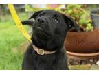 Adopt Avocet a Black Chow Chow / Labrador Retriever / Mixed dog in Houston