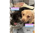 Adopt W pup - Blossom a Terrier (Unknown Type, Medium) / Basset Hound / Mixed