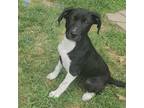 Adopt W pup - Buttercup a Terrier (Unknown Type, Medium) / Basset Hound / Mixed