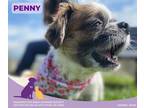Adopt Penny a White Shih Tzu / Mixed Breed (Medium) / Mixed (short coat) dog in