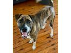 Adopt Magic a Plott Hound / Mixed dog in New Orleans, LA (39544652)