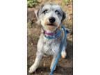 Adopt Skipper a Gray/Silver/Salt & Pepper - with White Schnauzer (Standard) /