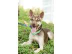 Adopt Hero a Brown/Chocolate - with Tan Australian Kelpie / Mixed Breed (Medium)