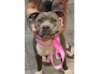Adopt 5/13 a Merle American Pit Bull Terrier / Mixed Breed (Medium) / Mixed