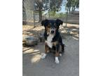 Adopt Sam a Black Australian Shepherd / Mixed Breed (Medium) / Mixed (short