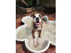 Adopt Heather a Boxer / Mixed dog in New Orleans, LA (40789694)