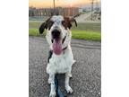 Adopt Rabbit a Collie / Mixed dog in New Orleans, LA (41013741)