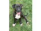Adopt Biff a Black American Pit Bull Terrier / Mixed Breed (Medium) / Mixed