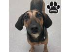 Adopt Dottie a Black Hound (Unknown Type) / Mixed Breed (Medium) / Mixed (short