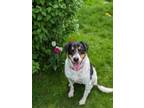 Adopt Levi a Tricolor (Tan/Brown & Black & White) Bernese Mountain Dog / Mixed