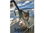 Adopt Squirrel a Gray, Blue or Silver Tabby Domestic Shorthair / Mixed (short