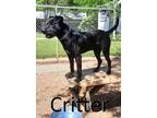 Adopt Critter a Black Staffordshire Bull Terrier / American Pit Bull Terrier /