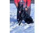 Adopt Loki a Black German Shepherd Dog / Mixed dog in Grand Junction