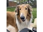 Adopt Titan a Brown/Chocolate - with Black Collie / Mixed dog in Chantilly