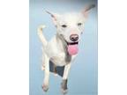 Adopt Thaddeus a White American Pit Bull Terrier / Mixed dog in Shreveport