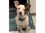 Adopt Harleigh a Brown/Chocolate - with White Border Collie / Border Terrier /