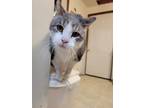 Adopt Tiki a Gray, Blue or Silver Tabby Domestic Shorthair / Mixed (short coat)