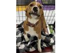 Adopt Bessie a Red/Golden/Orange/Chestnut - with White Terrier (Unknown Type