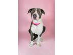 Adopt Keke a American Pit Bull Terrier / Mixed Breed (Medium) dog in Denver