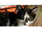Adopt Betty a Black & White or Tuxedo American Shorthair / Mixed (short coat)
