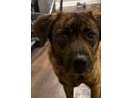 Adopt Chapo a Red/Golden/Orange/Chestnut - with Black Plott Hound / Shar Pei /