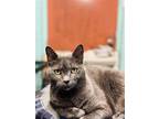 Adopt BeeGee a Gray or Blue Russian Blue / Mixed (short coat) cat in Shreveport