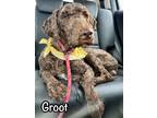 Adopt Groot a Brown/Chocolate Poodle (Standard) dog in Catoosa, OK (41211097)