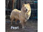 Adopt Pearl a Tan/Yellow/Fawn - with White Chow Chow / Mixed dog in Houston