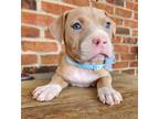 Adopt Waffle a Tan/Yellow/Fawn American Pit Bull Terrier / Mixed Breed (Medium)