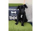 Adopt Noche a Black Mixed Breed (Small) / Mixed Breed (Medium) / Mixed (short