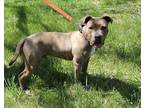 Adopt Carson a Black American Pit Bull Terrier / Mixed Breed (Medium) / Mixed