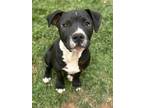 Adopt Boyd a Black American Pit Bull Terrier / Mixed Breed (Medium) / Mixed