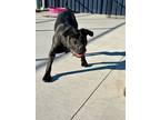 Adopt Roxanne a Black Labrador Retriever / Mixed Breed (Medium) / Mixed (short