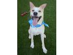 Adopt Apollo a Tan/Yellow/Fawn Alaskan Klee Kai / Mixed Breed (Medium) / Mixed
