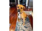 Adopt Maverick - Foster Needed a Boxer / Rottweiler dog in Denver, CO (39216458)