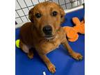 Adopt Tippee a Red/Golden/Orange/Chestnut Terrier (Unknown Type