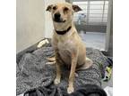 Adopt Sofia a Tan/Yellow/Fawn Australian Kelpie / Mixed Breed (Medium) / Mixed