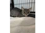 Adopt Persian a Gray or Blue Domestic Shorthair / Mixed Breed (Medium) / Mixed