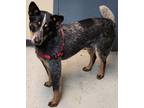 Adopt Ike a Black Australian Cattle Dog / Mixed Breed (Medium) / Mixed (short