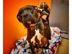 Adopt Diane a Black American Pit Bull Terrier / Mixed Breed (Medium) / Mixed