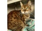 Adopt SR PRECIOUS a Brown or Chocolate Bengal / Mixed (short coat) cat in