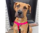 Adopt Baby Miami a Labrador Retriever / Mixed Breed (Medium) dog in Whitestone
