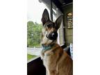 Adopt Honey (Shepherd Trio) a Tan/Yellow/Fawn - with Black German Shepherd Dog /