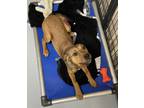 Adopt Mocha a Brown/Chocolate Terrier (Unknown Type, Medium) / Mixed dog in