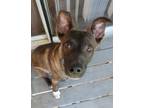 Adopt Hunger Games : Haymitch (Duke) a Black - with White German Shepherd Dog /