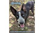 Adopt Bradley a Black - with White Australian Shepherd / Labrador Retriever dog