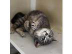 Adopt Storm a Gray, Blue or Silver Tabby Domestic Shorthair (short coat) cat in