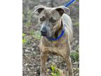 Adopt BESA a Brown/Chocolate - with Black American Staffordshire Terrier /