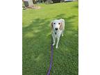 Adopt Dwight a Springer Spaniel / Australian Shepherd dog in Elkhart